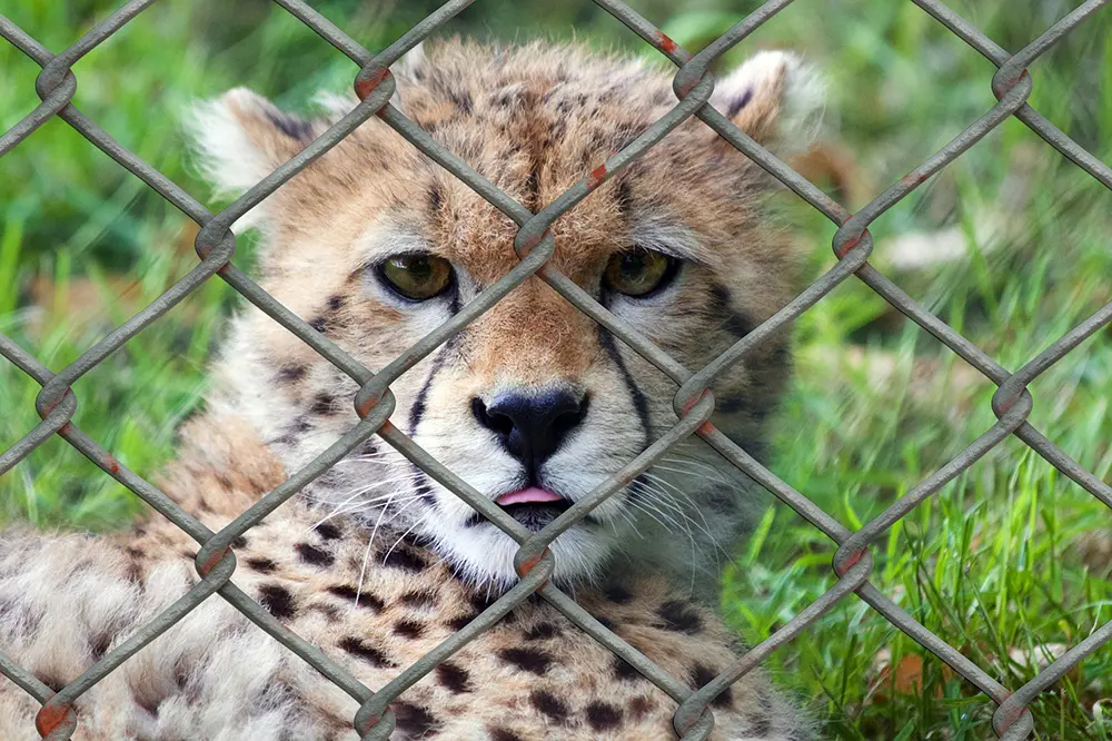 Animal in Zoo